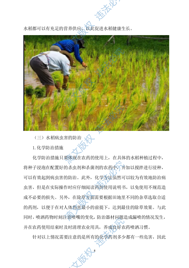 水稻病虫害统防统治投标方案模板（531） 第8页